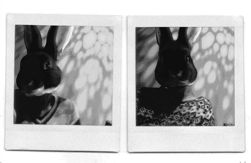 A dithered scan of two polaroid photos taken by our friend Brady featuring the rabbits rek and dev, both wearing very comfy sweaters