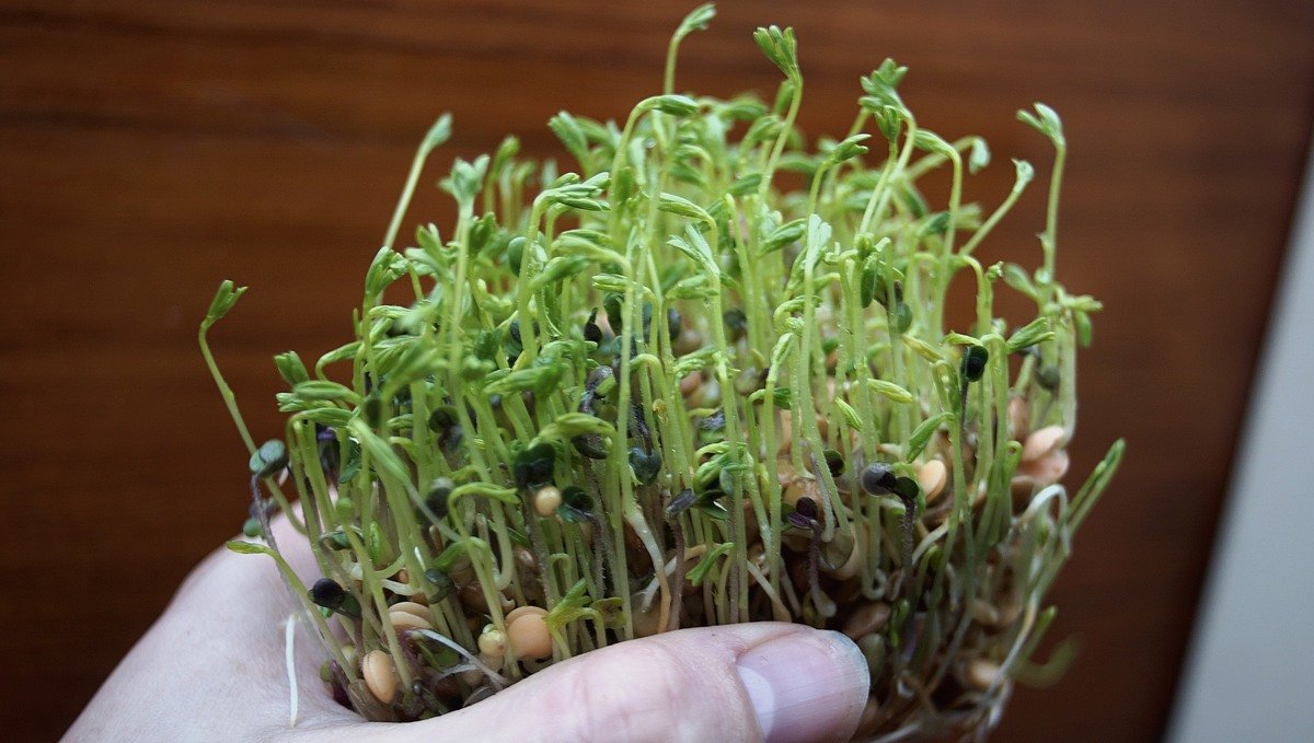 a hand holding a bundle of lentil microgreens