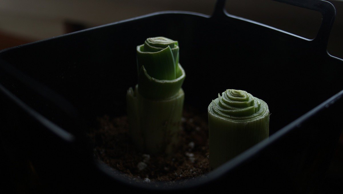 a photo showing leek being regrown in soil in a container