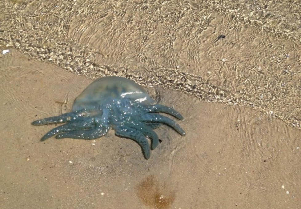 a jellyfish awash on a beach