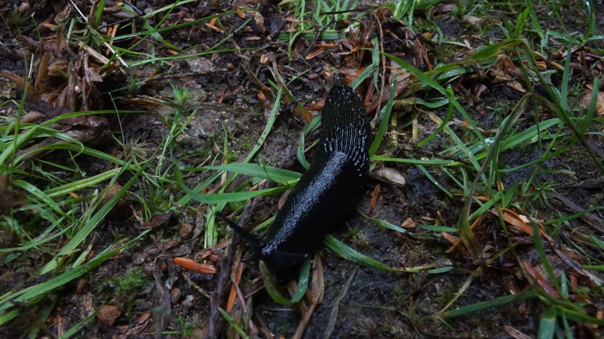 a black banana slug