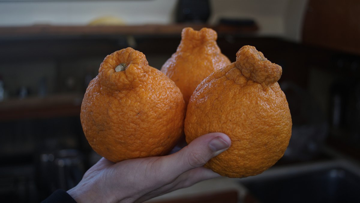 a japanese orange with a protruding nub at the top