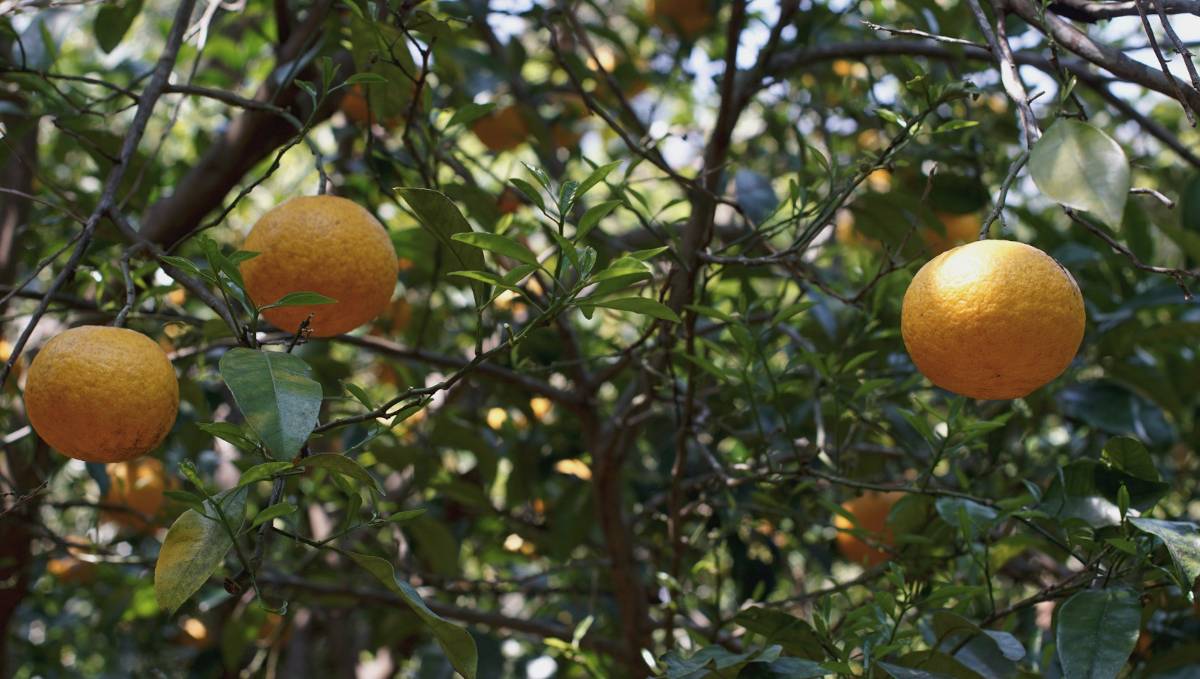 some oranges in a tree in Mie, japan