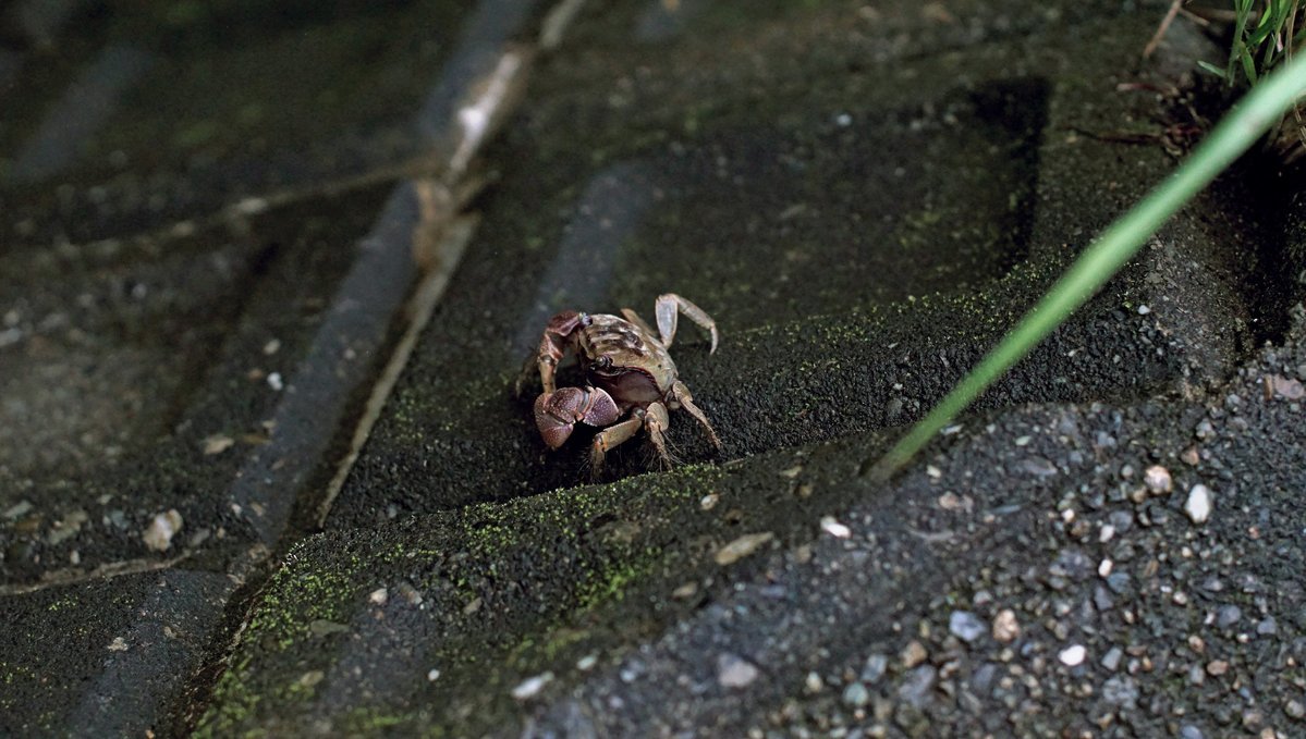 a photo of a small crab on the side of the road in Japan