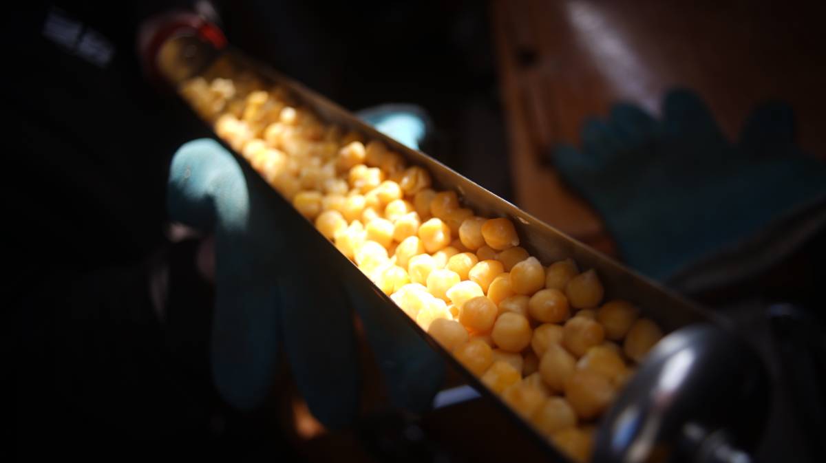 some cooked chickpeas sitting in a solar evacuated tube tray