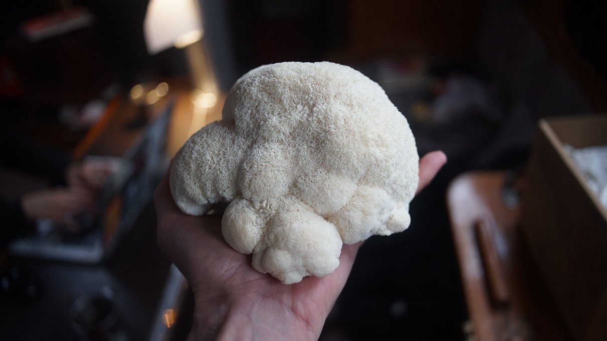 A photo of a hand holding a harvested lions mane mushroom