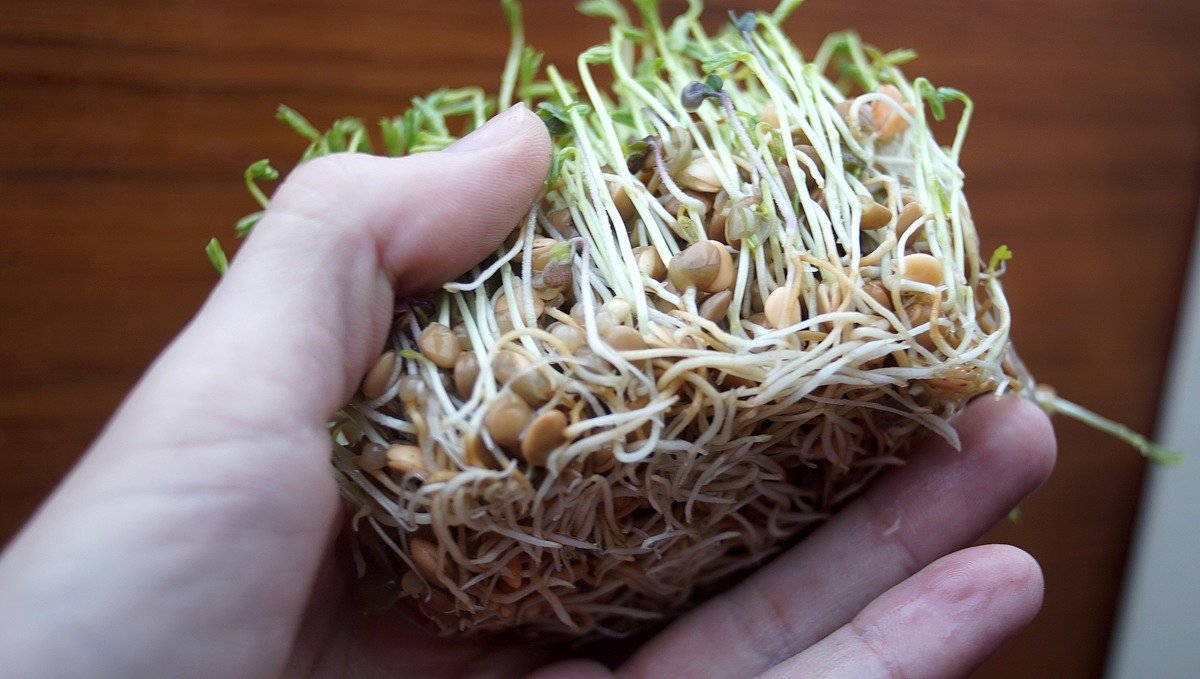 a hand holding a bundle of lentil microgreens, tilting the bundle to show the roots