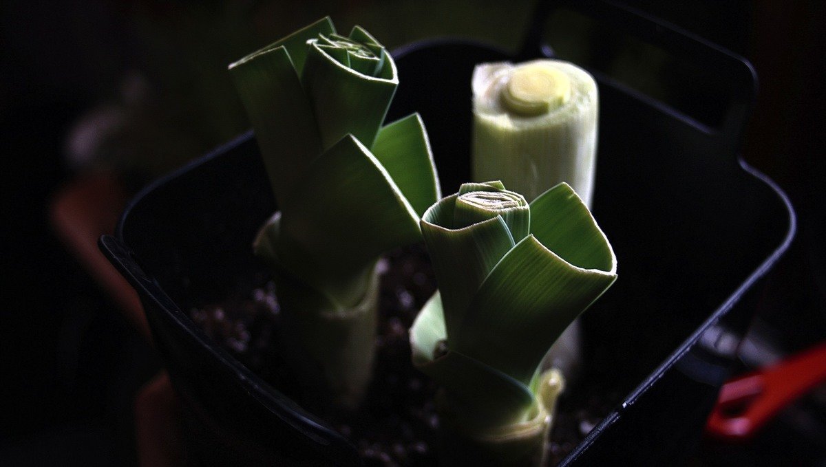 a photo showing leek being regrown in soil in a container with the stems now longer
