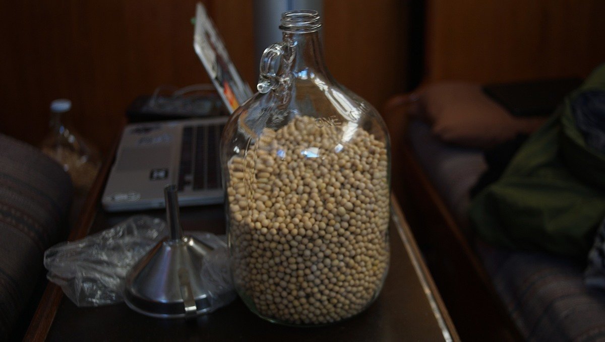 A photo of a glass carboy on a table filled with whole dry soybeans