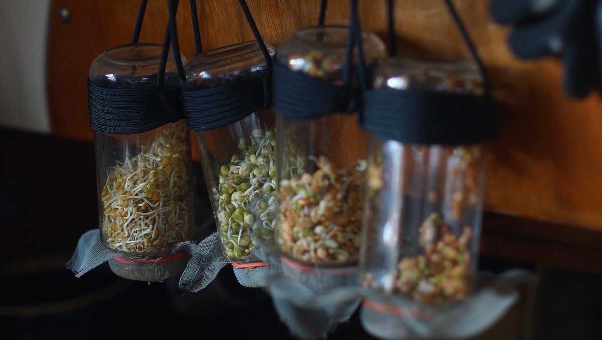 A photo of 4 sprouting jars hanging mouth side down, with a variety of sprouts growing inside held back by a mesh