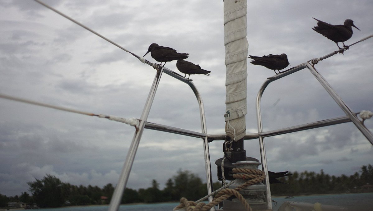 A photo from the perspective of someone looking at the bow of a sailboat with 4 black noddies perched on the pulpit