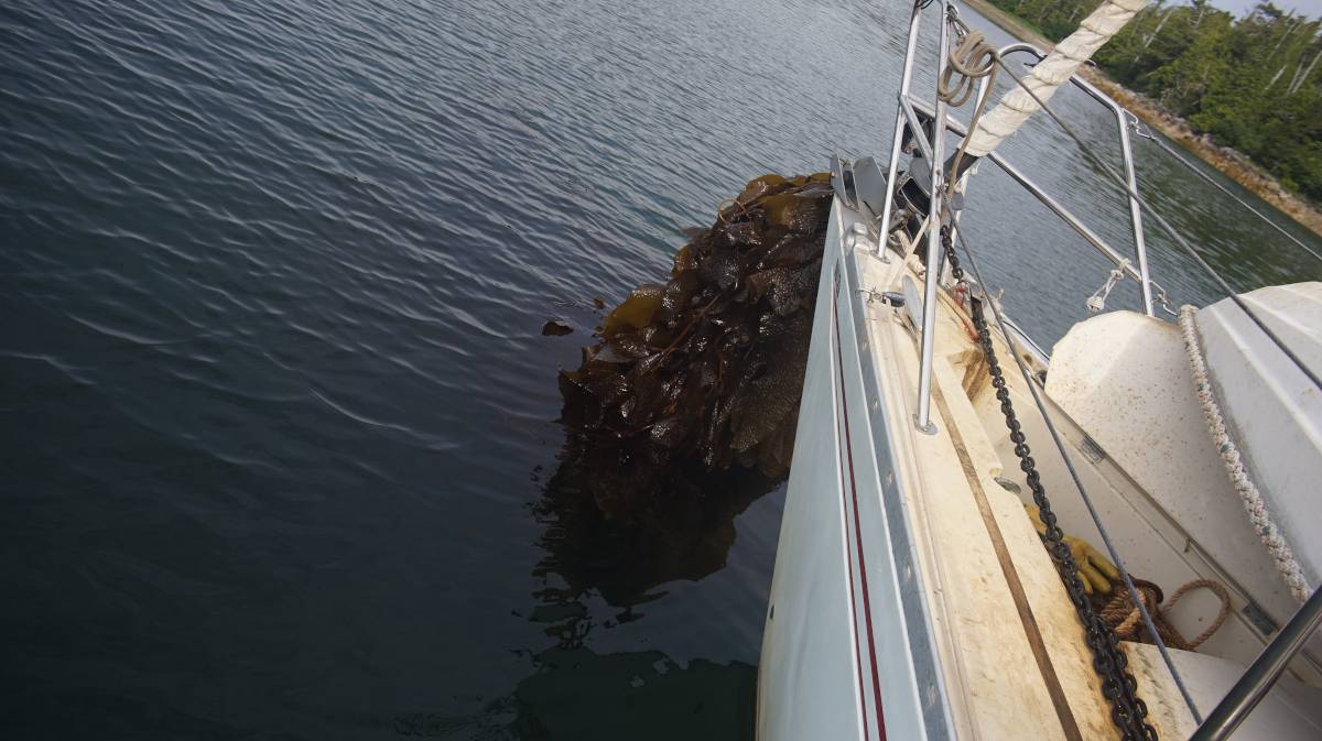 a bunch of kelp at the end of an anchor