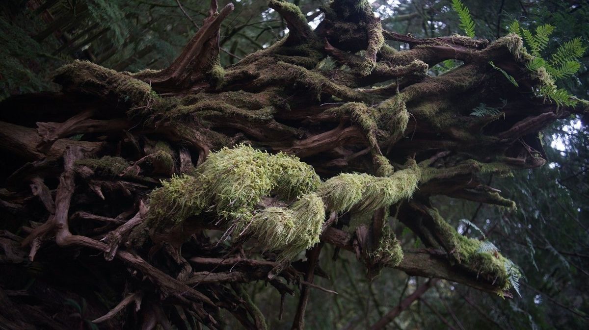 the root system of a downed giant douglas fir tree with some witches hair moss