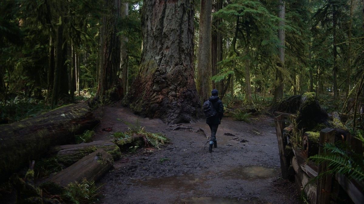 rekka walking through a section of cathedral grove