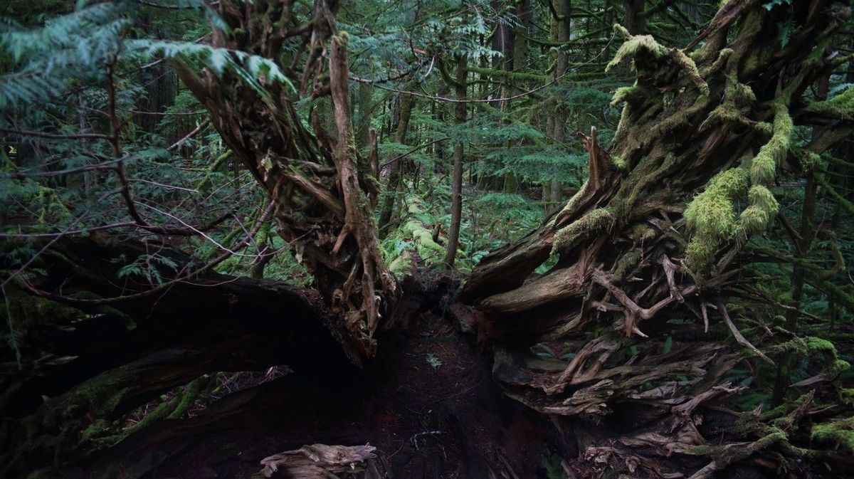 root system of a large fallen tree