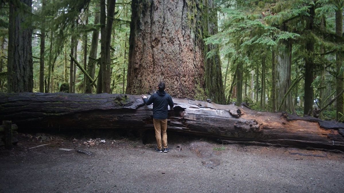 someone standing in front of a fallen tree, looking up at a very large tree
