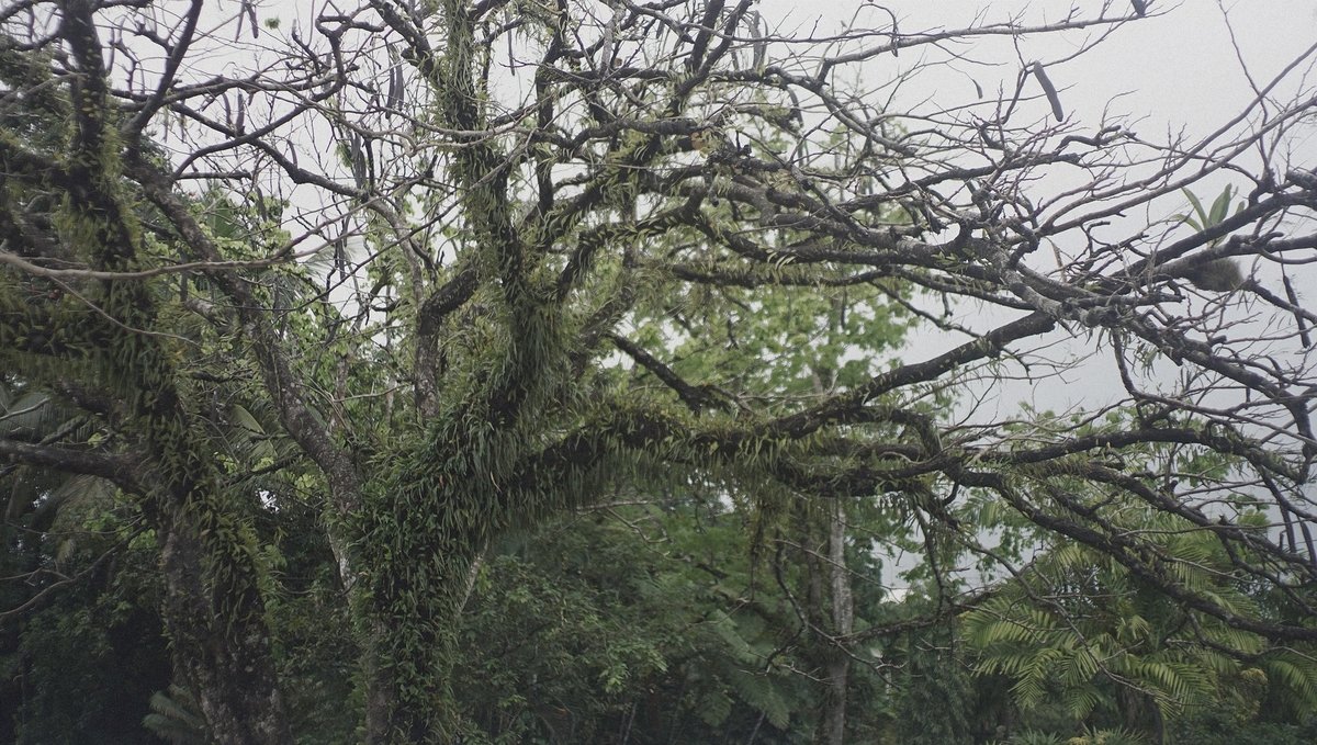 A closeup photo of a tropical tree