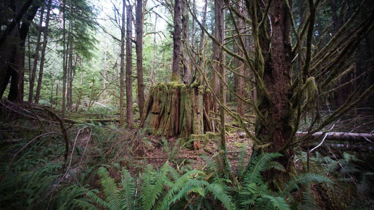 a giant red cedar old growth tree stump, covered with moss