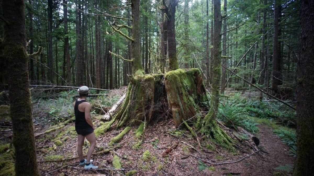 a giant red cedar old growth tree stump, covered with moss with rekka for scale