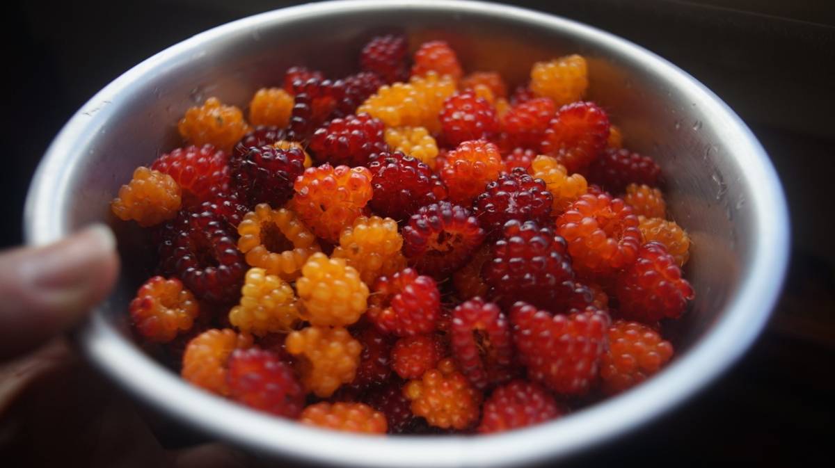 a bowl brimming with salmonberries