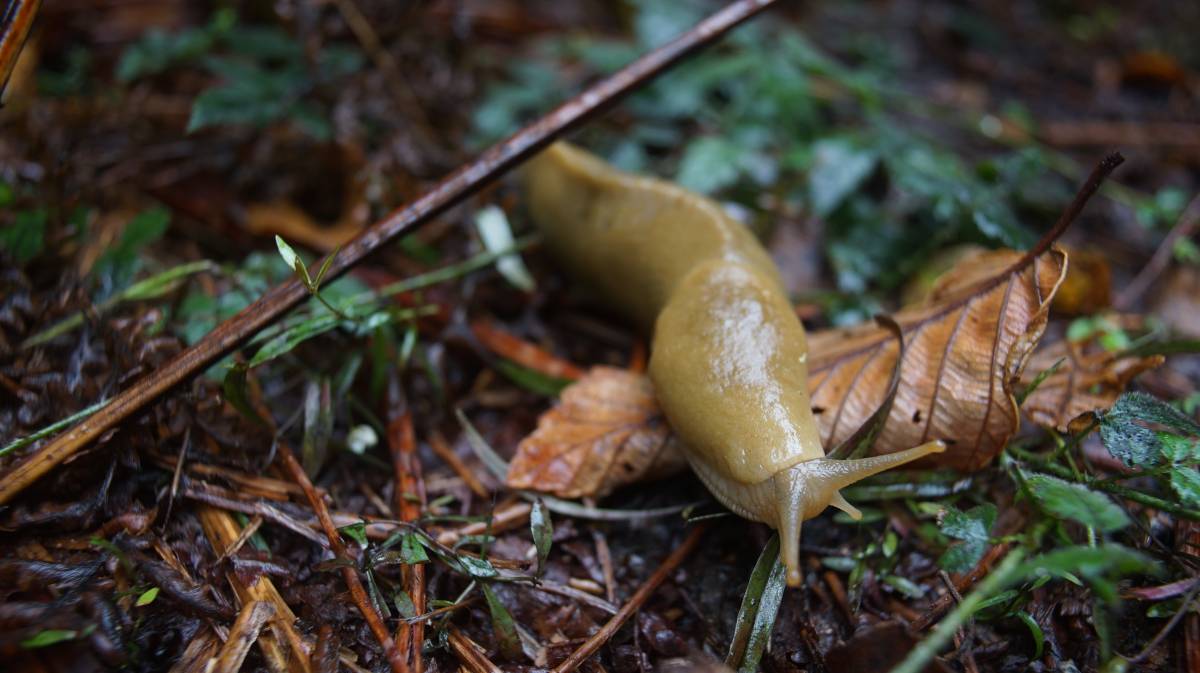 a greeny banana slug moving over a leaf