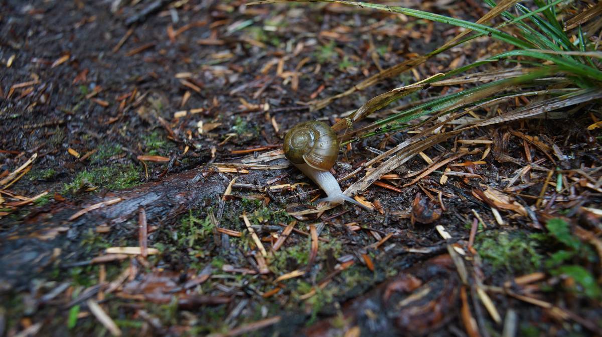 a snail walking on a trail