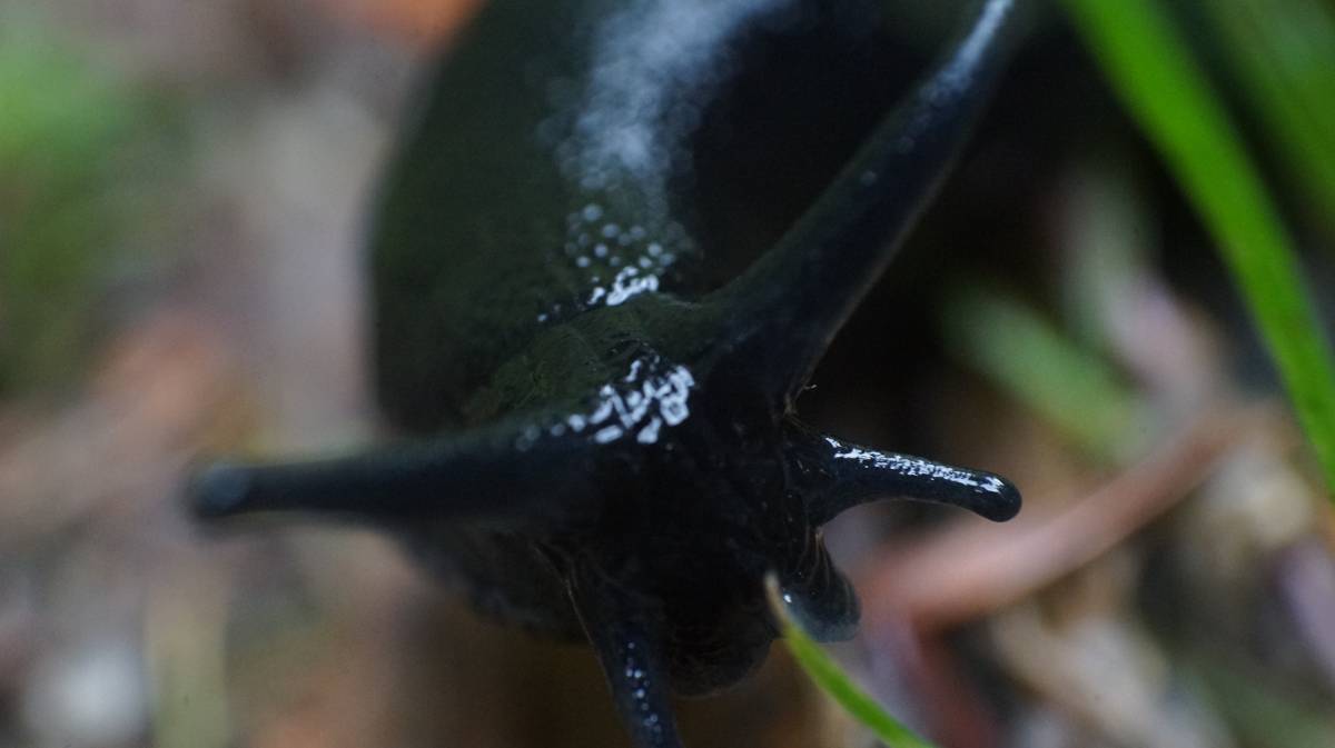 a black banana slug close up