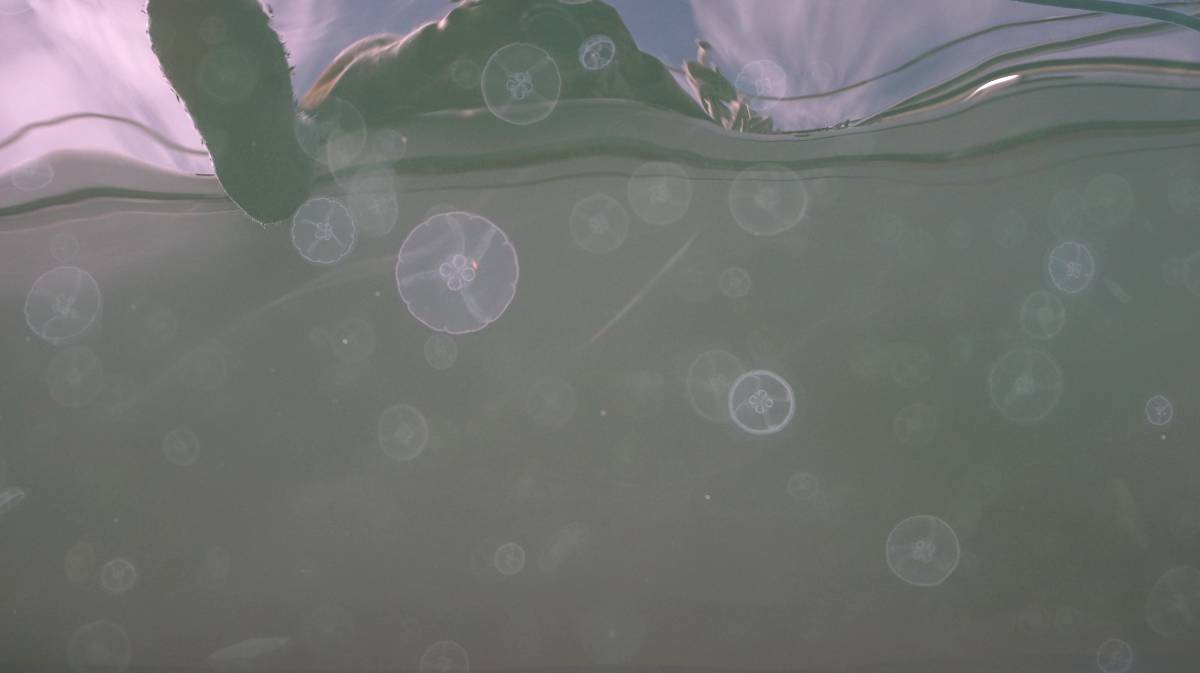 water full of moon jellyfish