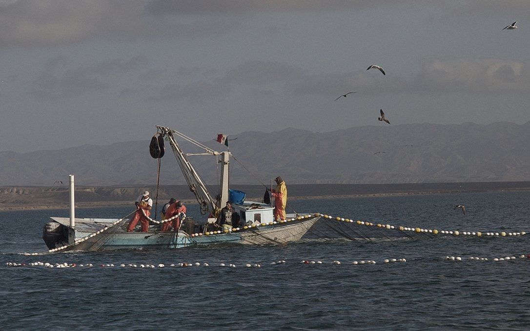 some fisherman hauling nets full of fish near turtle bay