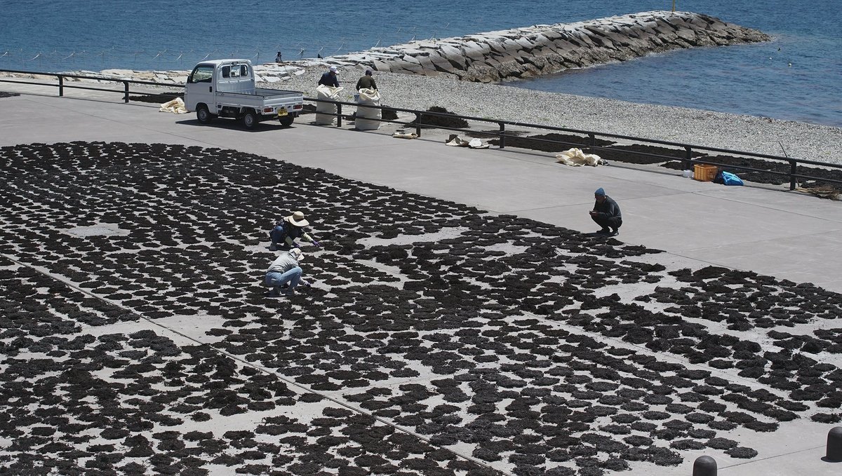 a photo of locals drying some algae in Nakatsuhamaura