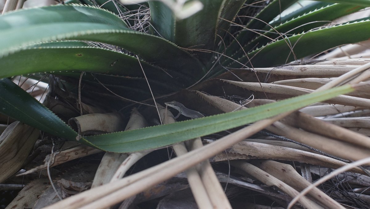 a green anole in the bushes