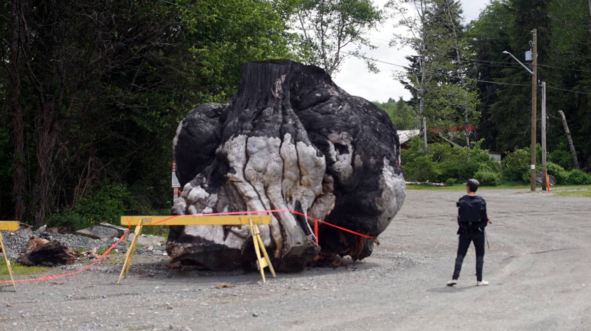 rek standing near the biggest burl in the world, it is looking a bit charred because someone set fire to it a year ago