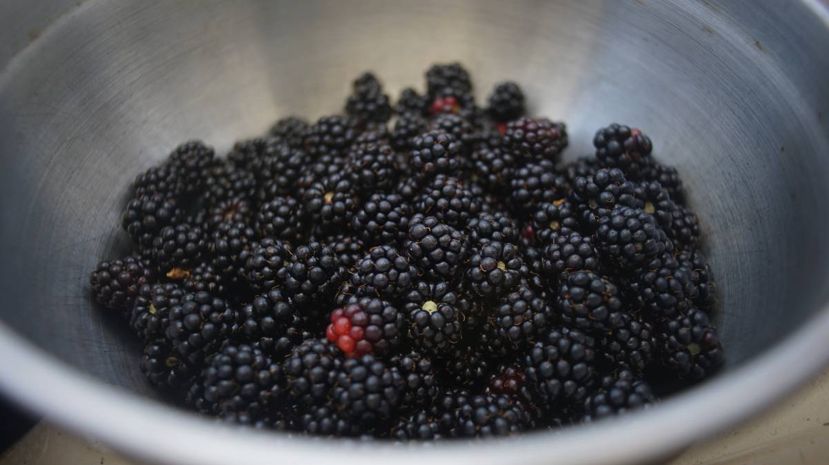 a bowl filled with blackberries