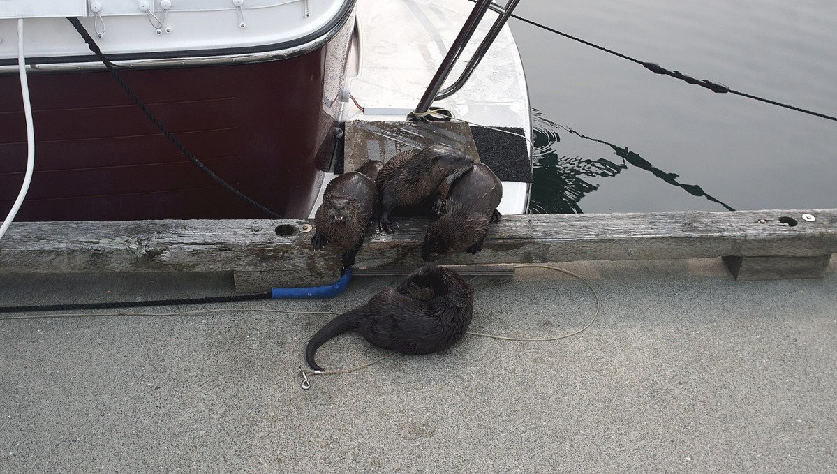 otter family on the docks