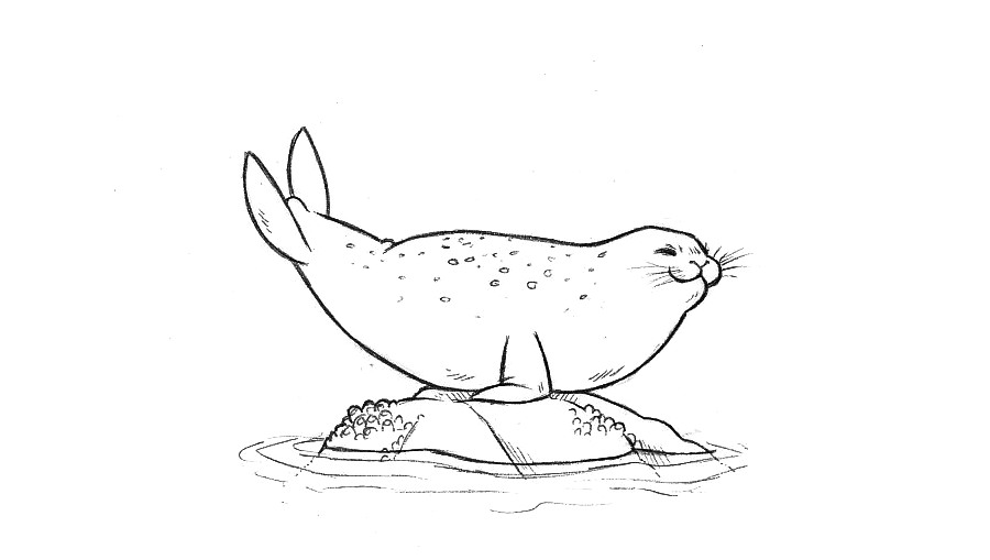 a seal in a halfmoon position